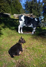 Licky enjoying warm sun under supervision of Bessie the flat cow.