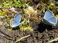 Blue butterflies.