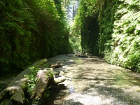 A rare moment when no tourists are teeming in Fern Canyon.