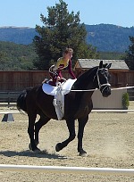 Percheron Perch.