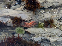 Starfish have re-appeared in Pacific this year.