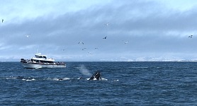 Whales were sticking out their snouts.