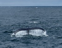 Sid and the children went whale-watching.