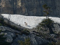 Bighorn sheep.