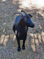 Cameroon Goat.