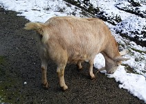 A Saanen goat did not get discouraged by snow.