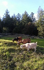 Abundant precipitation manifests itself in our parts by fresh green grass.