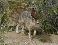 Wild hare.