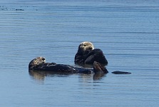 Sea otters at Moss Landing.