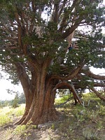 Tree in Carson Spur.