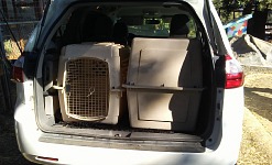 Two large dog transport crates fit in a minivan.