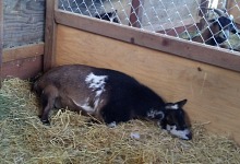 Twilight sleeping off her shift at a children's party (notice how much more comfortable she is in a new pen).