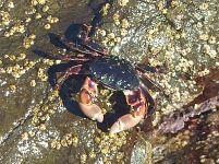 Crabs nibbling on something on the rocks — either algae, or perhaps water snails?