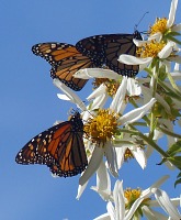Wintering Monarchs in Pacific Grove.
