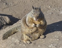 Careless tourists at Lovers' Point feed squirrels — who are then this obese.