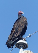 They had spotted a beautiful vulture there showing off on a pole.