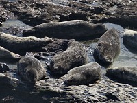 Sea lions having an afternoon nap.