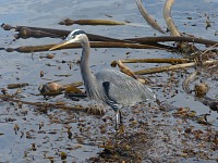 Blue Heron.