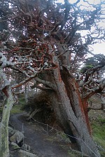 Red tree.