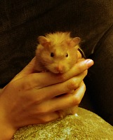 Our hamster Sunny left us suddenly and unexpectedly.