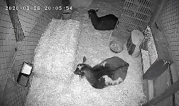 A night vision camera has revealed that the goats do the same in their pen at night and during the day - NOTHING!