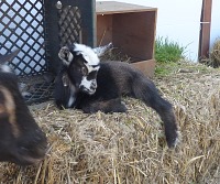 Casper is a very relaxed baby goat.