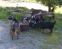 Goat kindergarten.