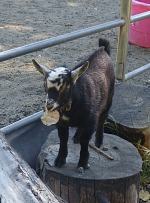 Our baby goats eat more and more solid food — although they still fight with larger leaves.