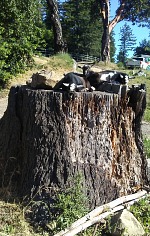 The boys were properly proud of themselves when they managed to climb up the giant stump for the first time.