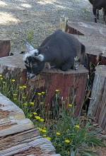 Some goats prefer to lie down when eating...