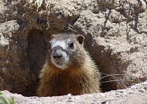 We had even seen marmots at Cedar Breaks.