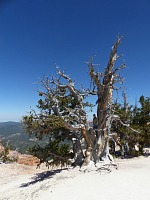 Bristlecone pines grow at ten thousand feet - longest (5 thousand years) living organisms on Earth.