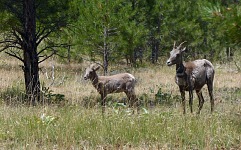 We had fruitlessly sought bighorn sheep in Rocky Mountains - here they just normally graze in a campground.