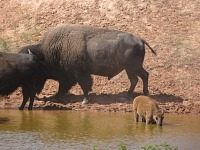 Destination was a water hole - here, comparing a small calf and a bull.