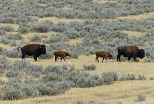 Bisons were determined to reach their destination.