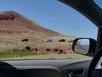Bisons beleaguered by tourists.