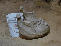 Mammoth jawbone with ribbed molars.