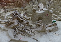 Young mammoth bones.