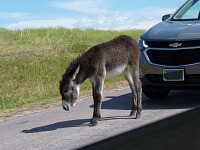 A zde vidíme mladého oslíka v zácviku - jistě z něj vyroste zdárný PALIČATÝ osel.