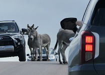 Four-legged bandits hold up cars and demand carroty toll.