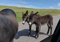 Twins are unusual with wild horses and donkeys, but here both yourg and the mother made it.