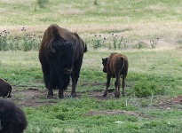 Bisons in South Dakota, roaming free, without reservations and fences.