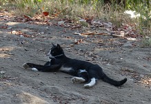 Resident cat Hugo Jay also looked all right.