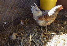 Chicks hatched in goat stables.