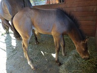 Before I got back to the stables, Bandit has grown up so much he started tasting hay.