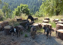 Goaties showed no surprise upon my reappearance — everybody would happily and regularly take such beautiful goats to a grazing walk.