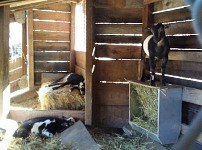 Goat boys stayed quite unmoved when separated from their moms.