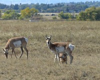 Pronghorns are very cute...