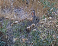 Wild rabbits are cute — and stupid.