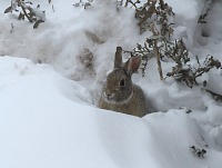 Our house rabbit turned into a polar rabbit.